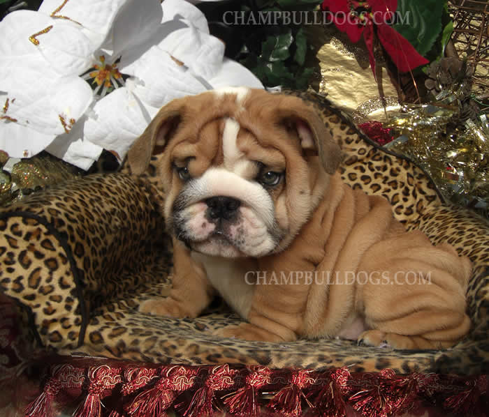 English Bulldog puppies picture